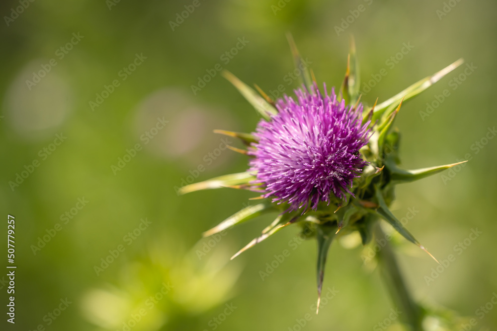 Close-up of Milk thistle (Silybum marianum) Close-up of Milk thistle (Silybum marianum)