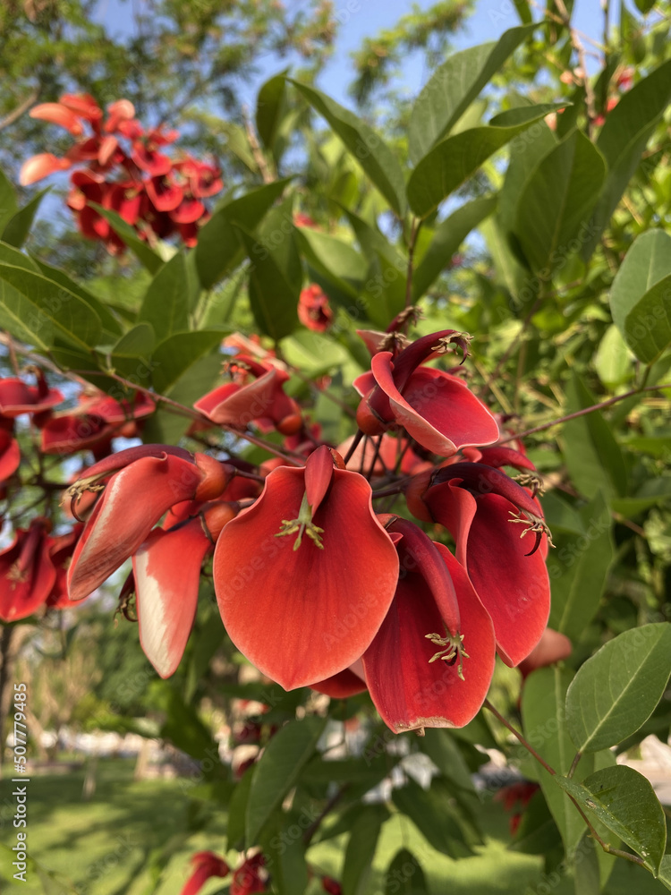 Closeup view to flowering tree of erythrina cristagalli (also known