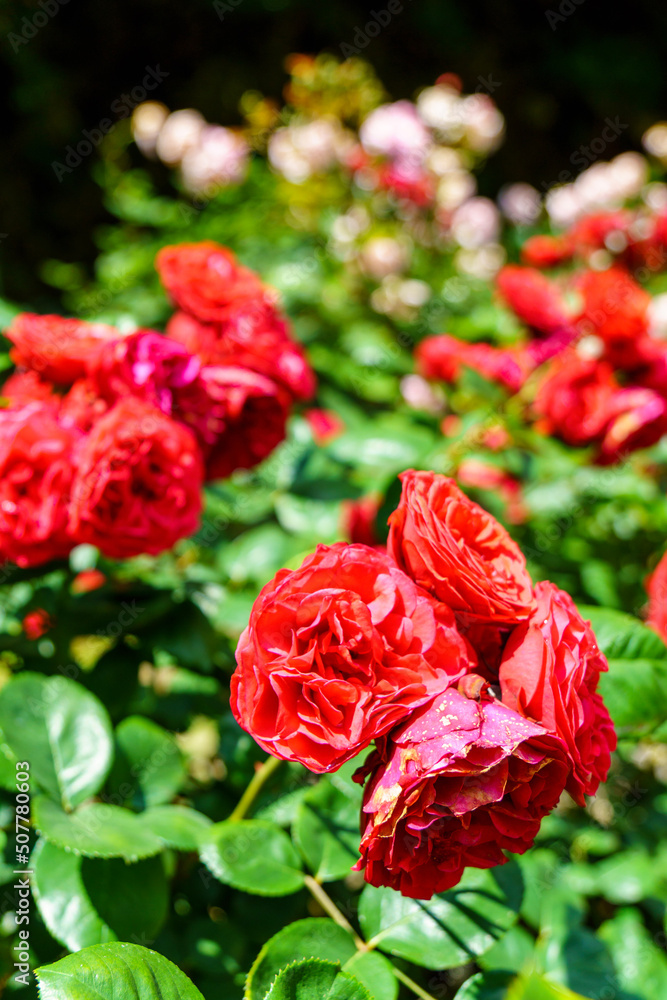 red roses in garden