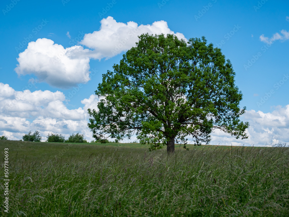 Fototapeta premium Baum steht auf einem Feld im Frühling