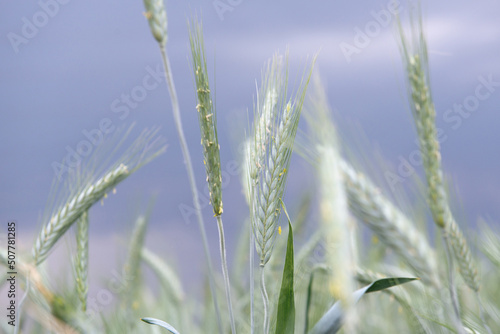 Rye grows in field. Grain crops. Spikelets of cereals over sky before the storm, June. Important food grains