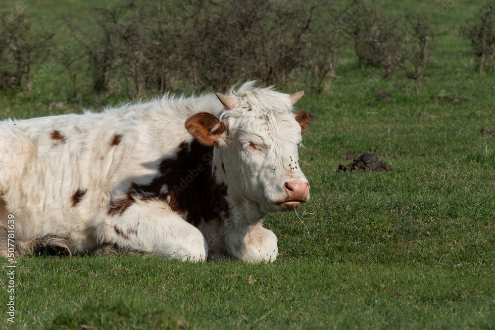 Young cow drooling in field close up, domestic animal laying down in pasture with small horns and saliva drooling Young cow drooling in field close up, domestic animal laying down in pasture with small horns and saliva drooling
