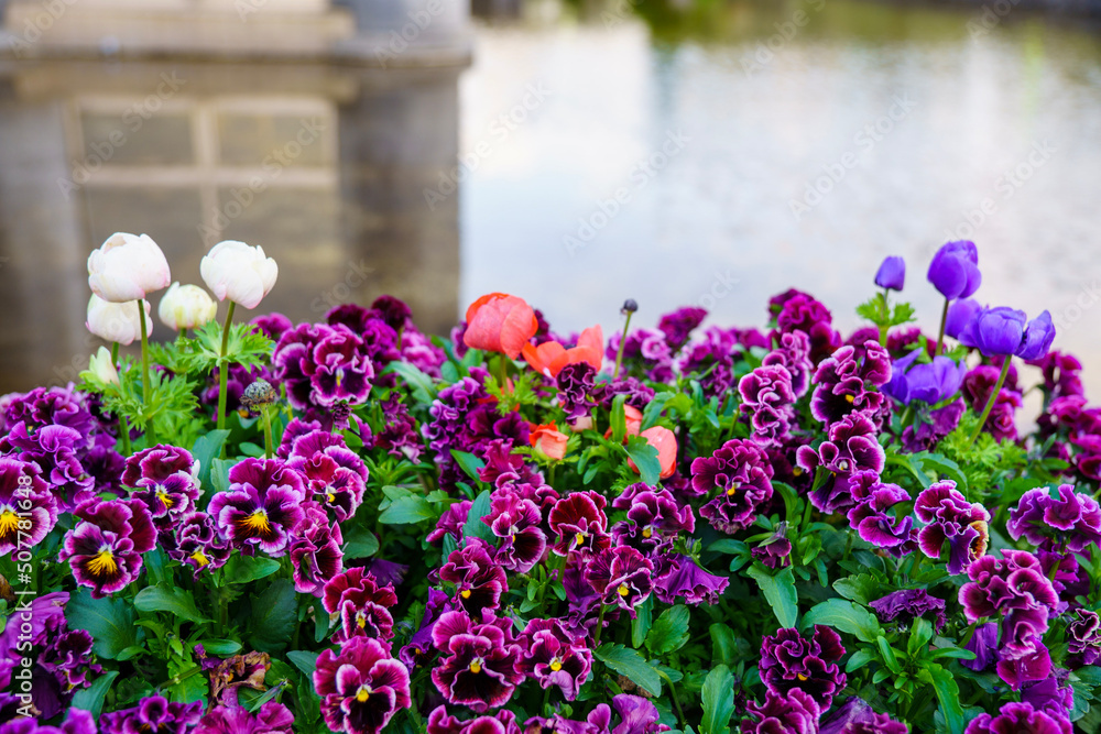 Naklejka premium purple and white tulips