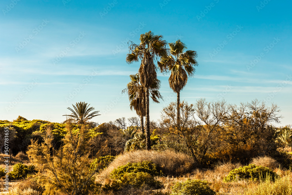 Mediterranean landscape with tall palm trees and lush vegetation with sunny blue sky. Guardamar, Alicante. Spain Mediterranean landscape with tall palm trees and lush vegetation with sunny blue sky. Guardamar, Alicante. Spain