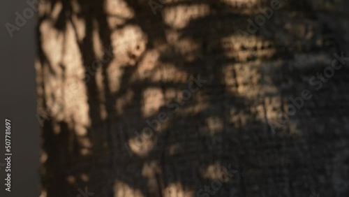 Blurry defocused shadows of tropical leaves and branches of exotic plants reflected on surface of brown bark of tree growing outdoor. Abstract natural bokeh 4k video background with black shadows