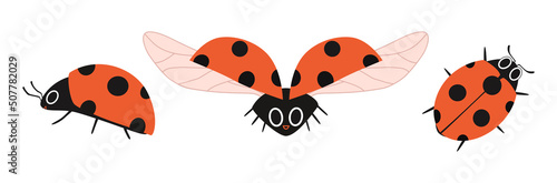Set of cartoon ladybugs in different angles. Cute insect in flat design isolated. Vector illustration of a red spotted beetle on a white background.