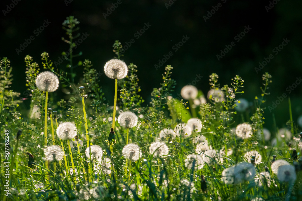 Sunny meadow with fluffy dandelion balls. Sunny meadow with fluffy dandelion balls.