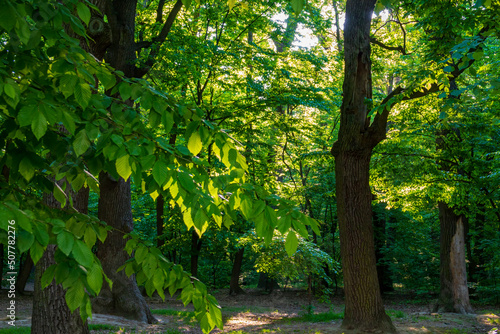 Oak forest lit by warm sunlight