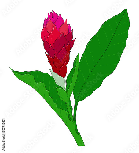 Hawaiian ginger plant, red flower with green leaves. painted in sketch style bright tropical ginger flower burgundy pink petals, black contour isolated on white