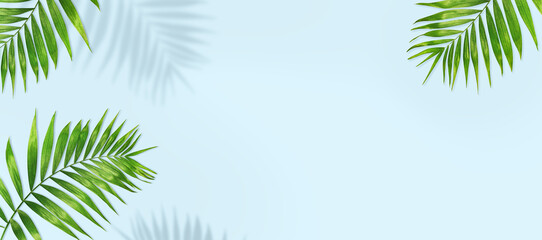 summer background from palm leaves and shadows.