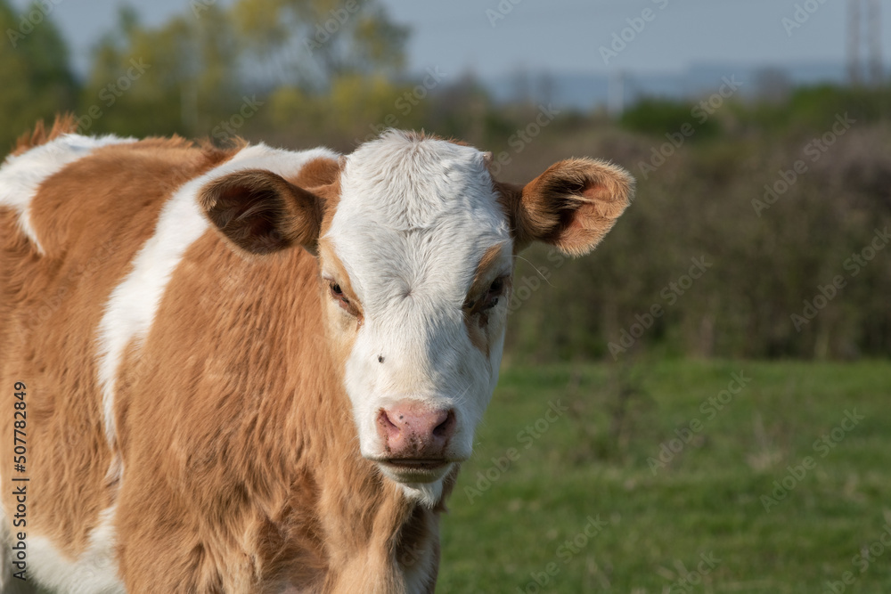 One calf close up in nature, young calf in field with orange and white hair and small horns in selective focus, cute domestic animal stare toward camera