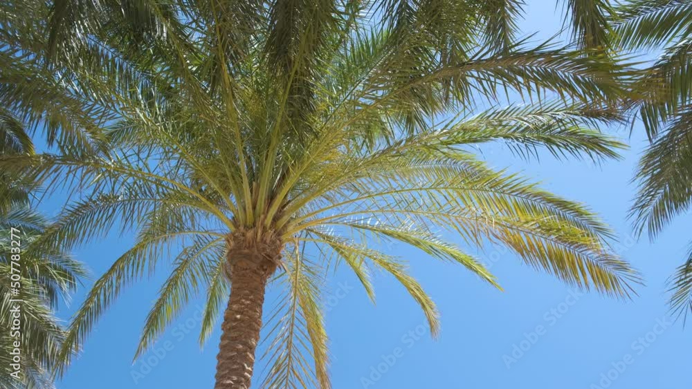 Beautiful green coconut palm trees waving on wind on tropical beach against blue sky. Summer vacation concept Beautiful green coconut palm trees waving on wind on tropical beach against blue sky. Summer vacation concept