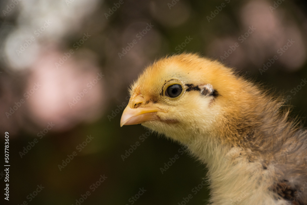 Chick in bokeh background Chick in bokeh background