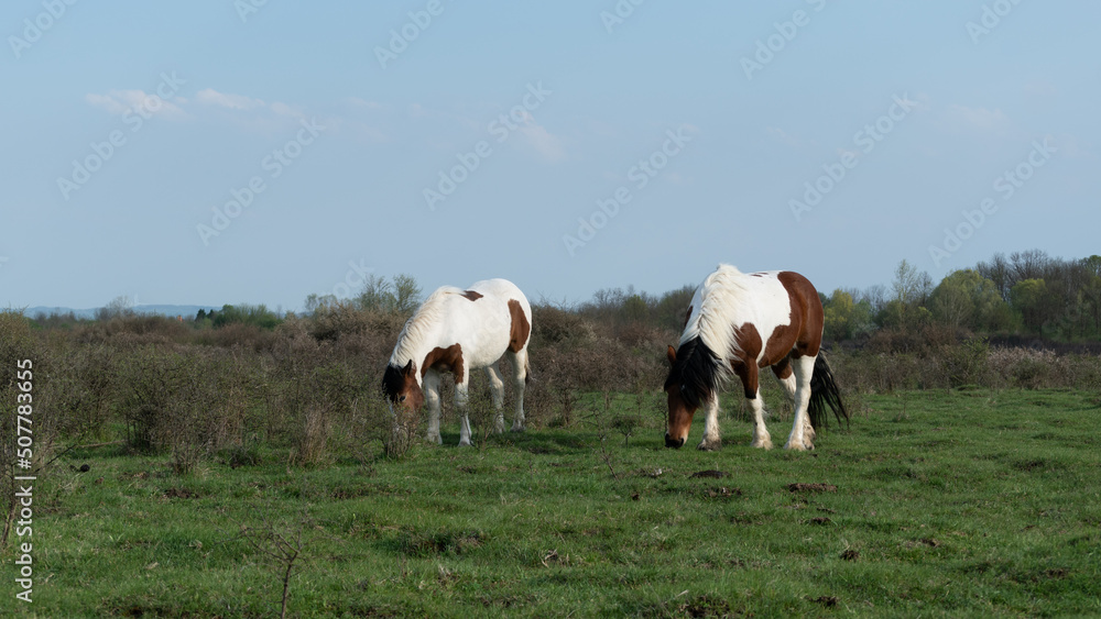 Front view of two horses while graze grass in pasture, mare and filly with white and brown hair Front view of two horses while graze grass in pasture, mare and filly with white and brown hair