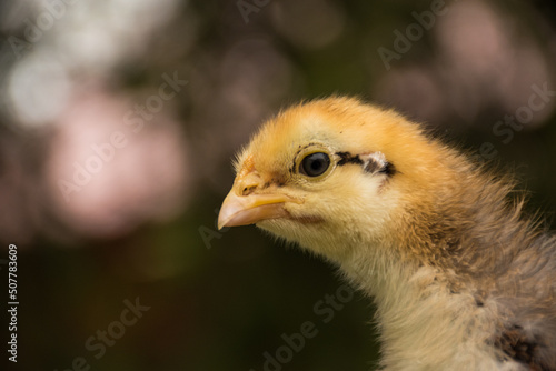 Chick in bokeh background