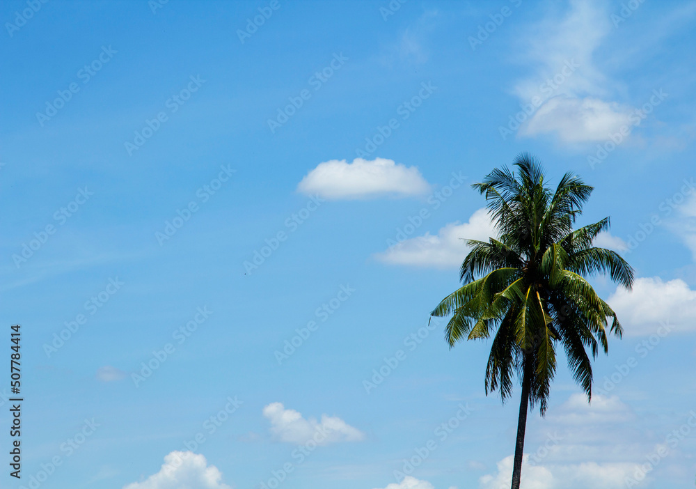 Sky-cumulus atmosphere that floats in the sky naturally beautiful on a sunny day with coconut palms as a backdrop against a beautiful blue sky background. Sky-cumulus atmosphere that floats in the sky naturally beautiful on a sunny day with coconut palms as a backdrop against a beautiful blue sky background.
