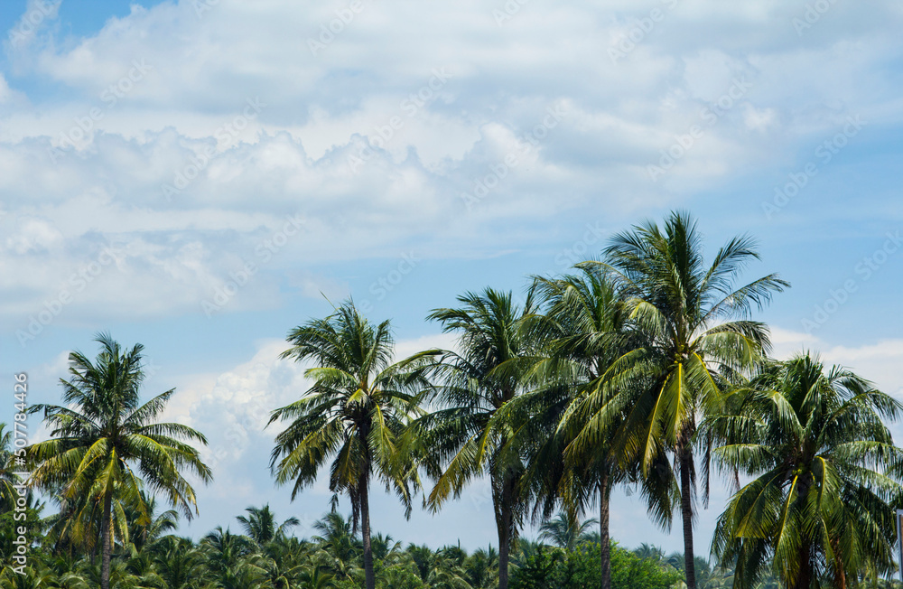 Sky-cumulus atmosphere that floats in the sky naturally beautiful on a sunny day with coconut palms as a backdrop against a beautiful blue sky background. Sky-cumulus atmosphere that floats in the sky naturally beautiful on a sunny day with coconut palms as a backdrop against a beautiful blue sky background.