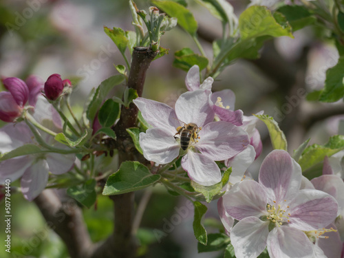 Wiosna w sadzie. To jest słoneczny dzień. W jabłoni rosnącej w sadzie gałęzie pokryte są biało-różowymi kwiatami, wśród których widać zielone liście.