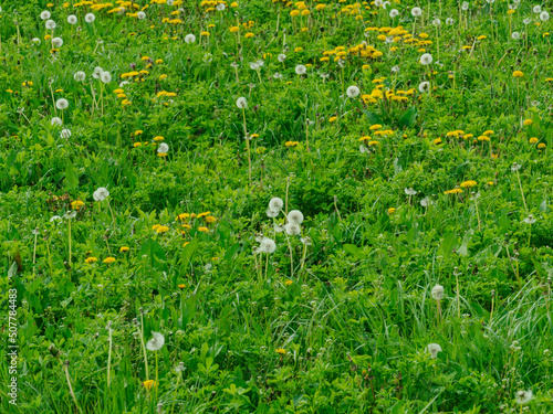 Łąka wiosną  pokryta trawą o świeżo zielonym kolorze. Wśród źdźbeł trawy widać liczne, intensywnie żółte kwiaty i dmuchawce mniszka lekarskiego.