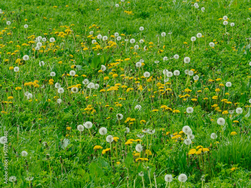 Łąka wiosną pokryta trawą o świeżo zielonym kolorze. Wśród źdźbeł trawy widać liczne, intensywnie żółte kwiaty i dmuchawce mniszka lekarskiego.