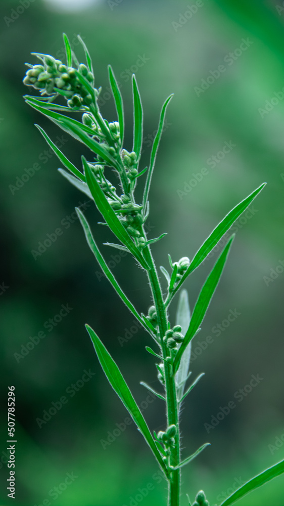 Fresh green leaf texture background Fresh green leaf texture background