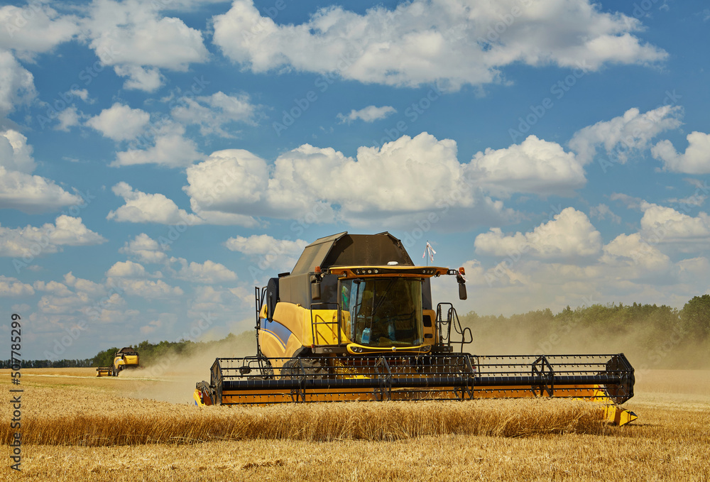 Obraz premium Combine Harvester Cutting Wheat, Summer Landscape of endless