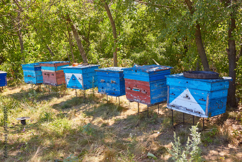 house Bee evidence stands in a row greenery of trees on sunny day.