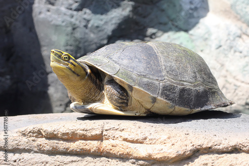 An Amboina Box Turtle or Southeast Asian Box Turtle is basking on a rock by the river. This shelled reptile has the scientific name Coura amboinensis. photo