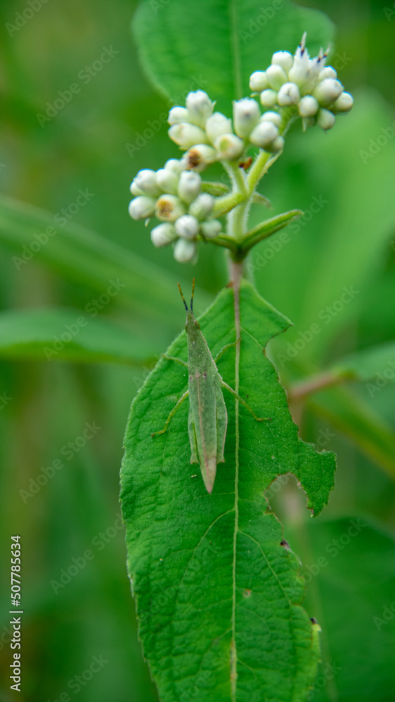 The grasshopper background is perching on the leaves The grasshopper background is perching on the leaves