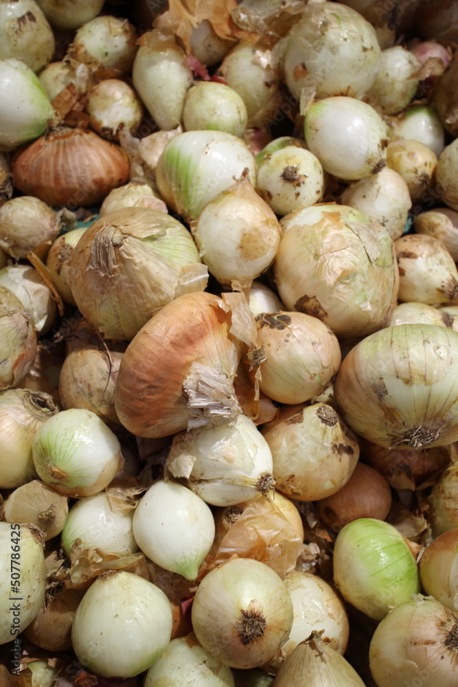 onions in the market on the counter