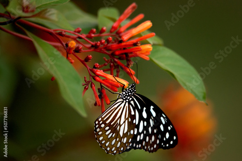 Butterfly feeding on flower nectar.