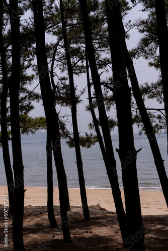 trees on the beach © 영훈 김