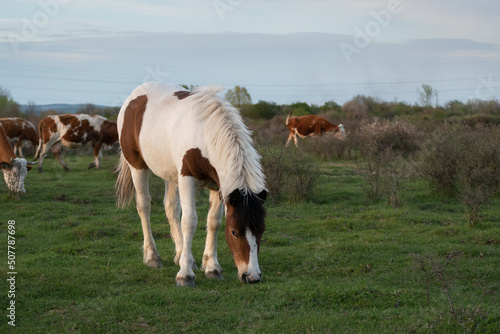 Front view of filly while graze grass in pasture against herd of cows, young horse with brown and white hair