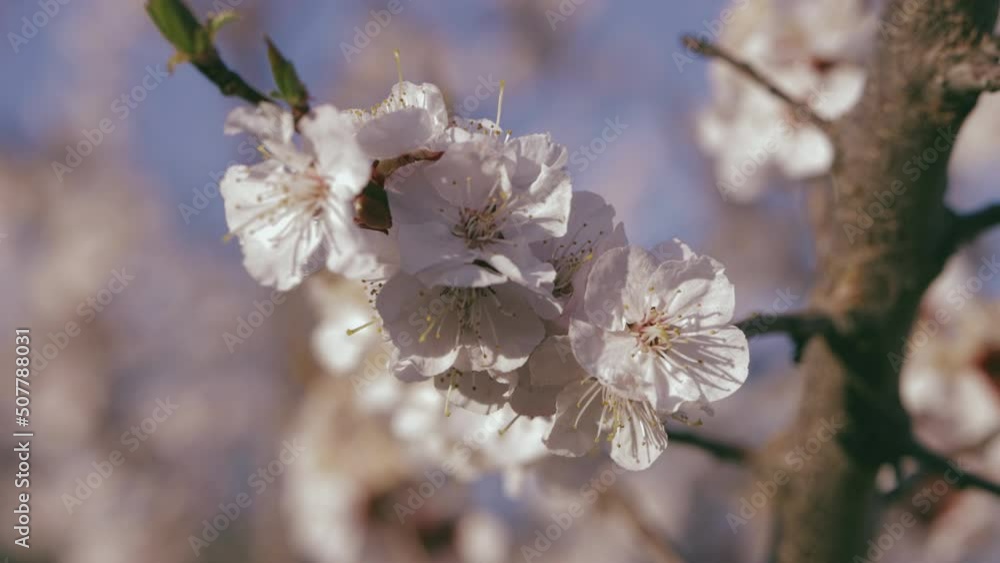 blossoming apricot flowers on a tree on a sunny spring day blossoming apricot flowers on a tree on a sunny spring day