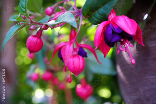 Fotografie Bright pink fuchsia flowers close-up