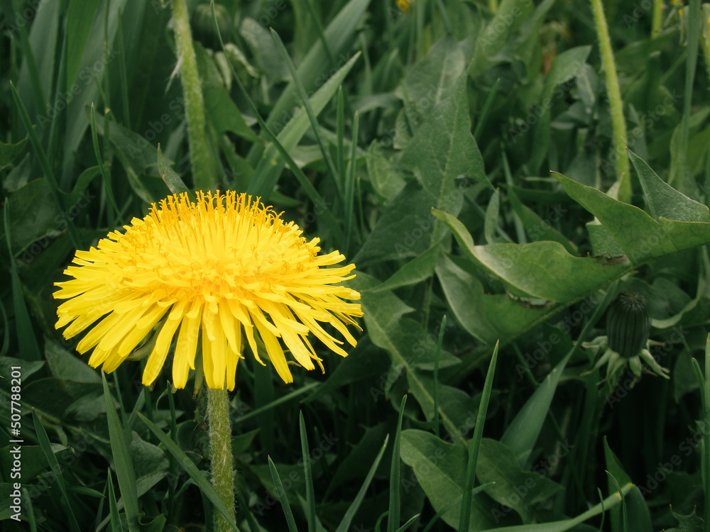 Dandelion in the grass. Yellow dandelion flower. Green grass. Close-up. Spring Green. Floral natural background Dandelion in the grass. Yellow dandelion flower. Green grass. Close-up. Spring Green. Floral natural background