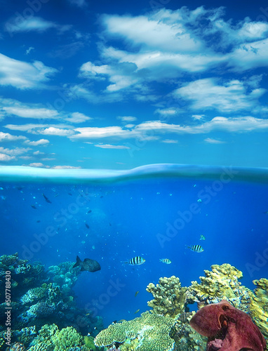 amazing coral reef and fish