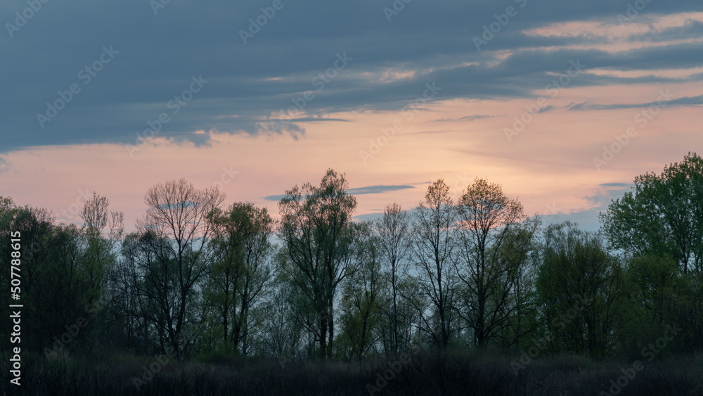 Clouds above forest at twilight, calm natural landscape panorama