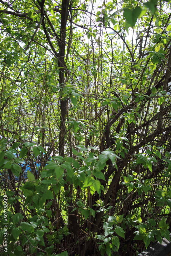 green spring trees in the city green spring trees in the city