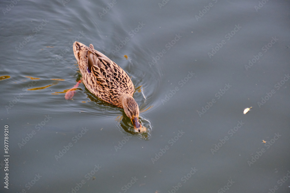 mallard duck with warm waters of a river mallard duck with warm waters of a river
