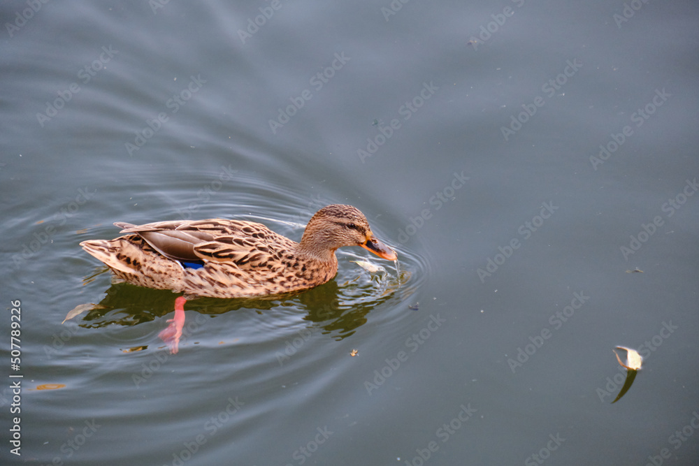 mallard duck with warm waters of a river mallard duck with warm waters of a river