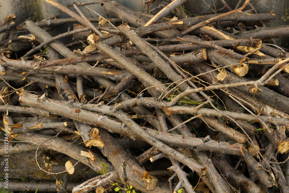 branches roughly sawn and piled into a heap. firewood from young thin trees roll on top of each other