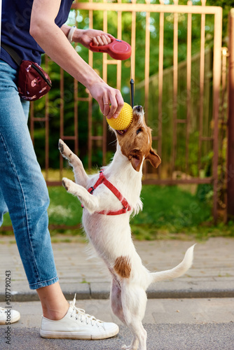 Woman walking her dog, Owner playing with pet at city street, Dog bites the ball in female hands