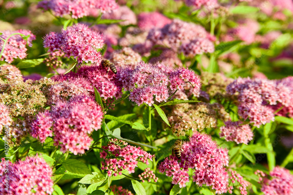 Pink and purple wildflowers Spiraea japonica at dawn with bee in warm sunlight, macro photo, selective focus on flowers Pink and purple wildflowers Spiraea japonica at dawn with bee in warm sunlight, macro photo, selective focus on flowers