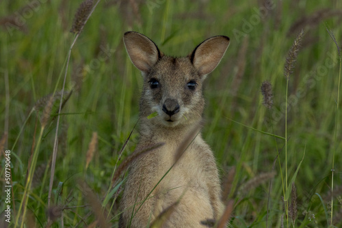 Agile Wallaby in Queensland Australia