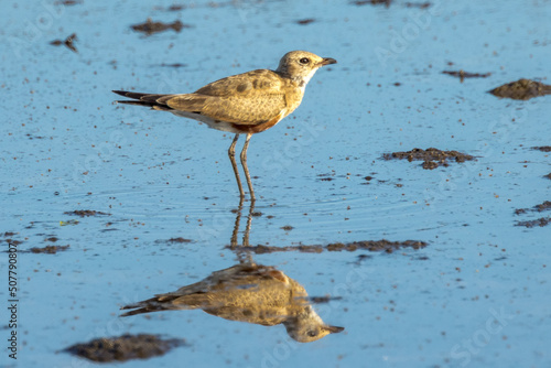 Australian Pratincole in Queensland Australia