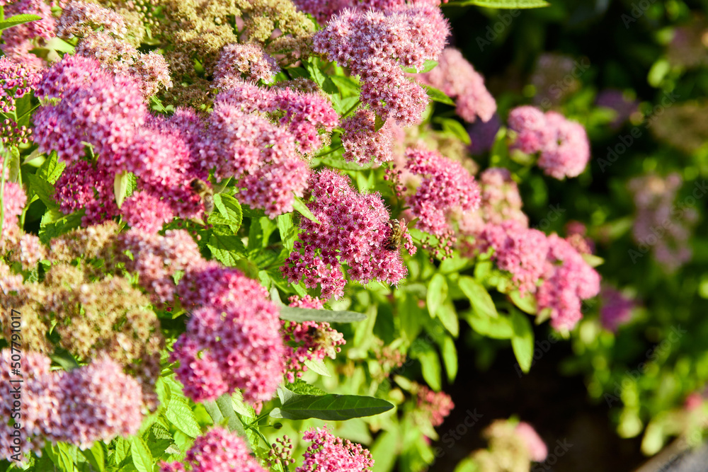Macro photo of pink and purple Japanese meadowsweet flowers in warm sunrise light with focus on bee and flowers, macro photo, selective focus on bee Macro photo of pink and purple Japanese meadowsweet flowers in warm sunrise light with focus on bee and flowers, macro photo, selective focus on bee