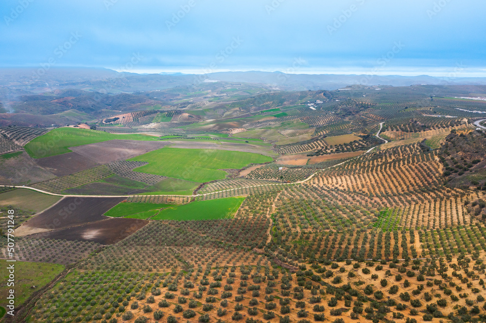 Aerial view of region landscape with Olive trees in Andalucia, Spain