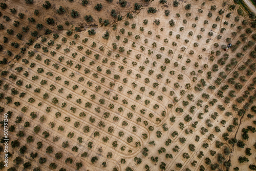 Olive trees in Andalusia, Spain, aerial photo