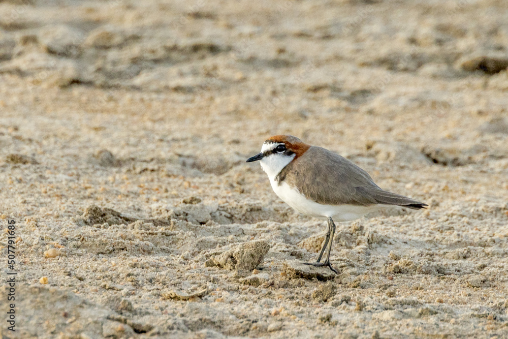 Red-capped Plover in Queensland Australia Red-capped Plover in Queensland Australia